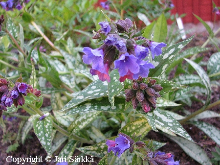 Pulmonaria 'Margery Fish', tarhaimikk